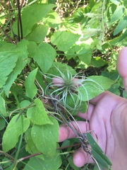 Clematis occidentalis