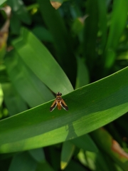 Trichopoda pictipennis