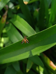Trichopoda pictipennis