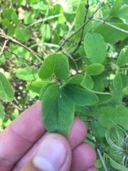 Clematis occidentalis