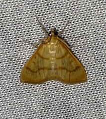Helvibotys helvialis