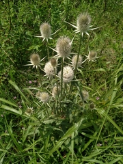 Dipsacus laciniatus