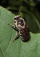 Colletes latitarsis