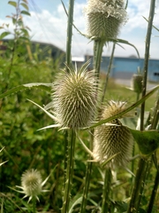 Dipsacus laciniatus