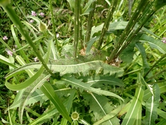 Dipsacus laciniatus