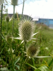 Dipsacus laciniatus