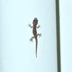 Hemidactylus parvimaculatus