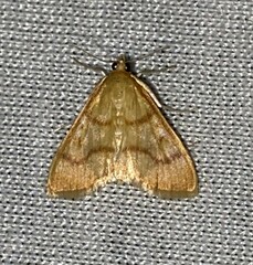 Helvibotys helvialis