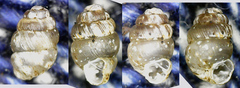Vertigo substriata