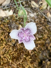 Calochortus elegans