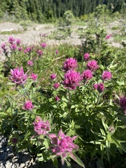 Castilleja parviflora olympica