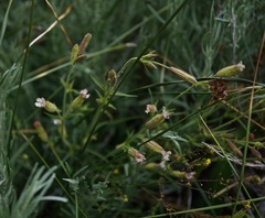 Silene bernardina