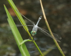 Micrathyria aequalis