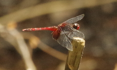 Erythrodiplax fervida