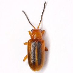 Phyllobrotica lengi