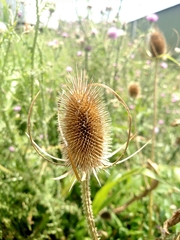 Dipsacus fullonum
