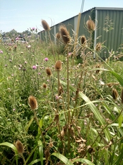 Dipsacus fullonum