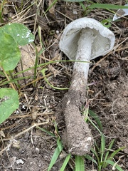 Amanita rhoadsii