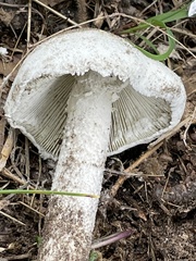 Amanita rhoadsii