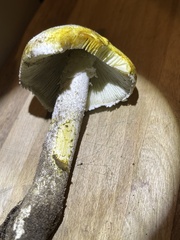 Amanita rhoadsii