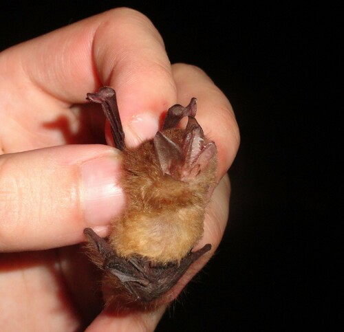 Peters's Disk-winged Bat
