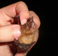 Thyroptera discifera