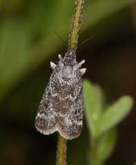Polopeustis altensis