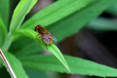 Parhelophilus