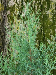 Cupressus forbesii