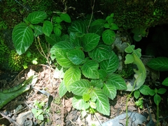 Phinaea multiflora