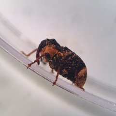 Cryptorhynchus lapathi