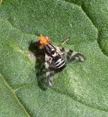 Rhagoletis striatella
