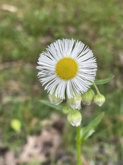 Erigeron