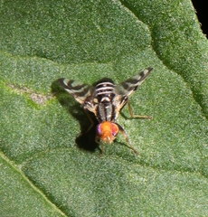 Rhagoletis striatella