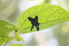Ancyluris