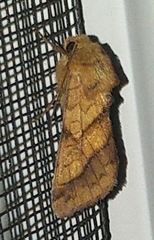 Pyrrhia exprimens
