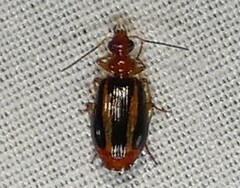 Lebia solea