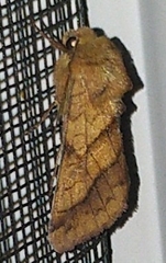 Pyrrhia exprimens