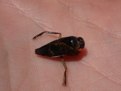 Notonecta irrorata
