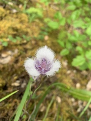 Calochortus elegans