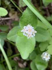 Whipplea modesta