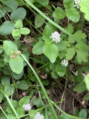 Whipplea modesta