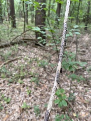 Sympecma fusca