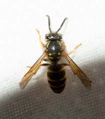 Vespula alascensis