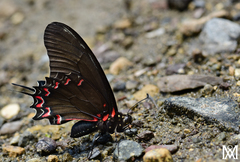 Mimoides thymbraeus aconophos