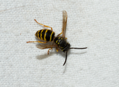 Vespula alascensis
