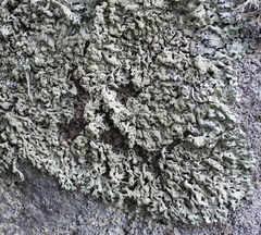 Hypogymnia farinacea