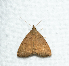 Zanclognatha dentata