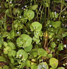 Claytonia rubra rubra