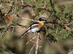 Batis pririt affinis